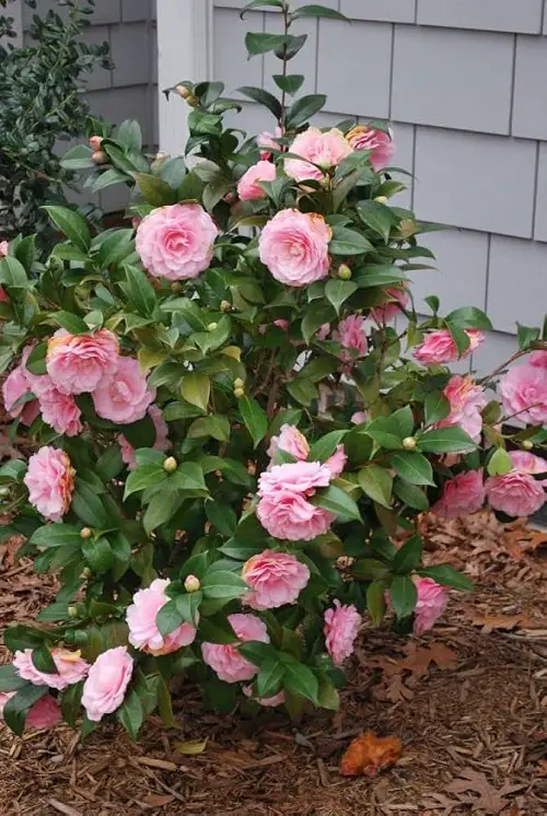 camellia flower plant in garden