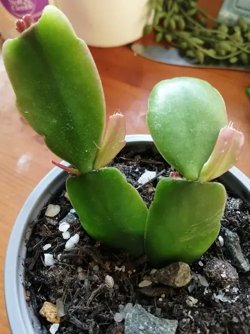 Propagating in the Same Pot