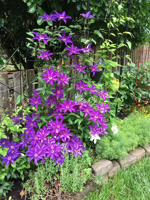 clematis vine in a garden