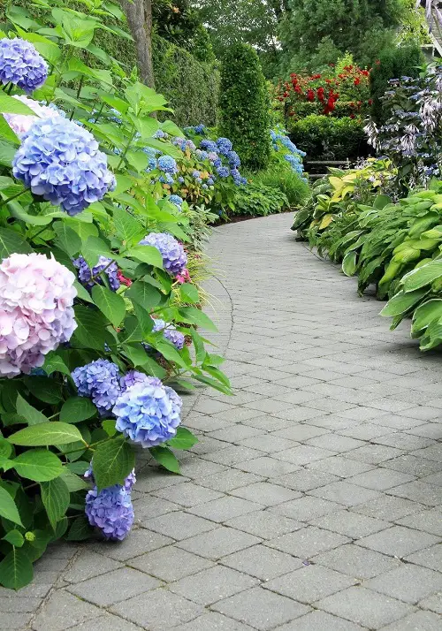 hydrangeas and hostas in garden 4