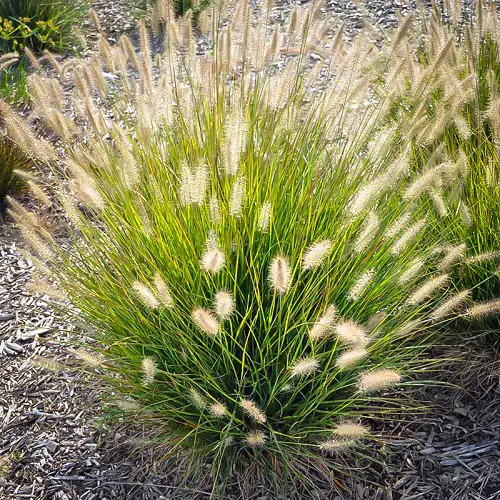 fountain grass thriving in dry soil