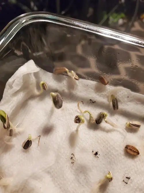 sunflower seeds germinating on paper towel