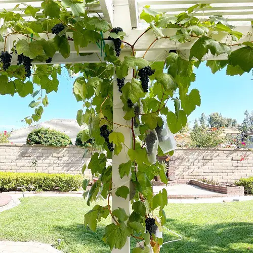 climbing grape vine on pole