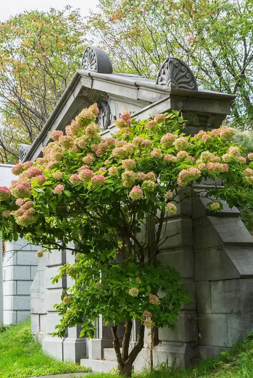 Plants That Can Be Trained As Vines, Shrubs, or Trees 2