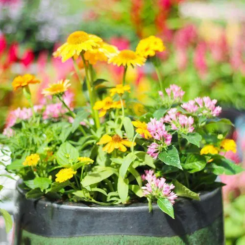Pollinator attracting flowers 3