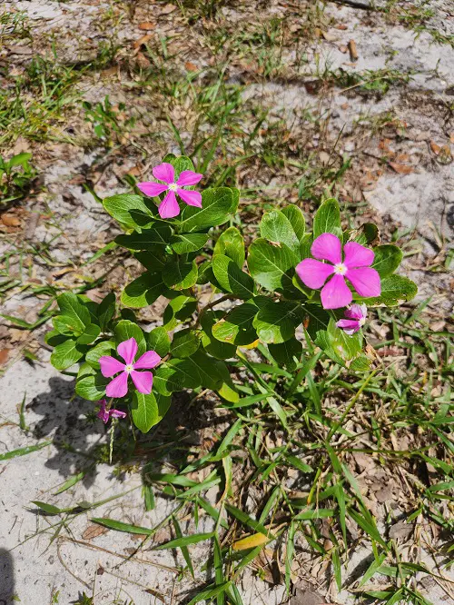 pink madagascar periwinkle in dry soil