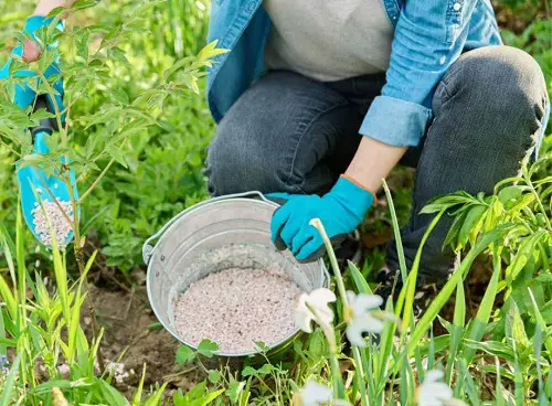Signs That Show Your Plants Need Calcium 1