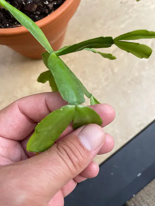 Pruning Time