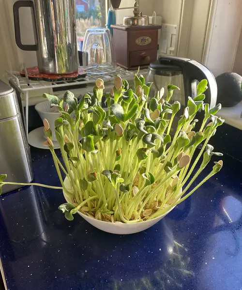 pumpkin seeds germinating in bowl
