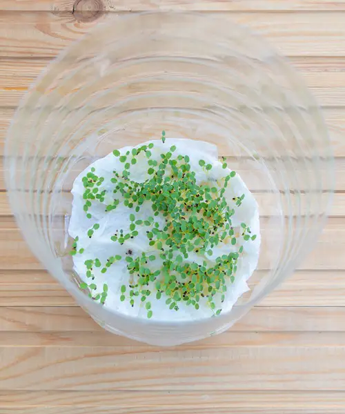 best Seeds that Germinate Best in Paper Towel