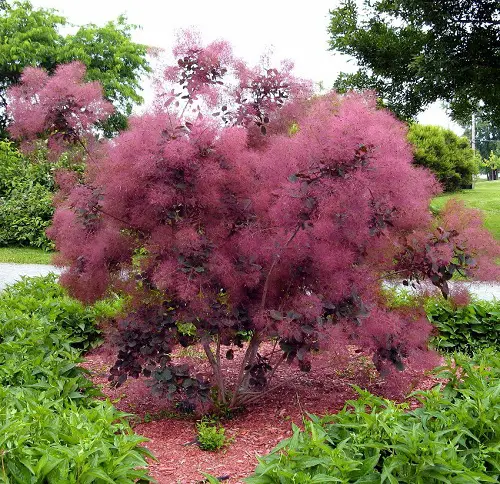 smoke bush in garden in full bloom