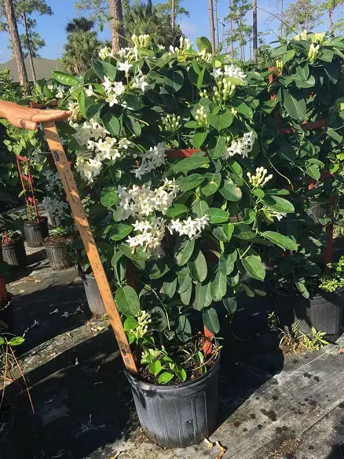 Stephanotis floribunda madgascar jasmine in pot