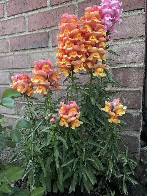 best low pollen flowers for allergic gardeners 1