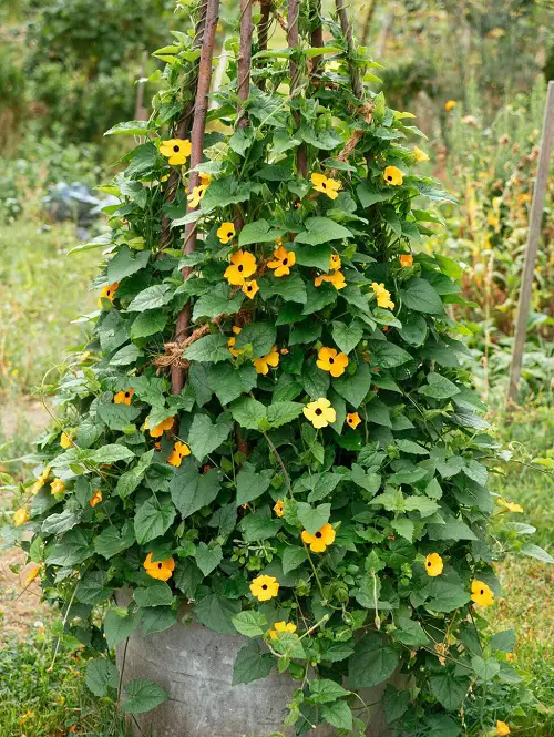Vines That Grow In Poor Soil 98
