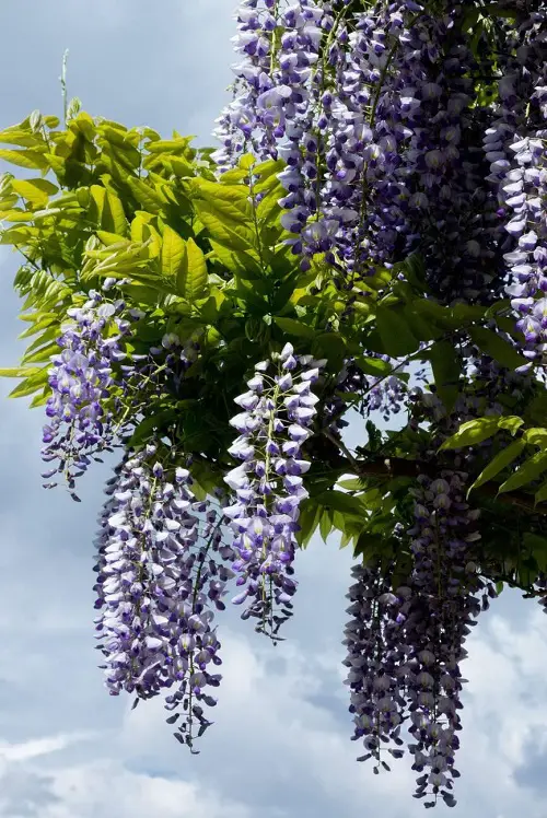  Fragrant Vines to grow 87