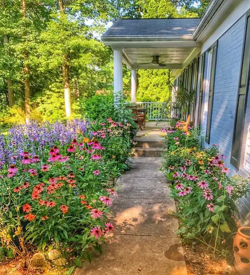 best coneflower garden landscaping 3