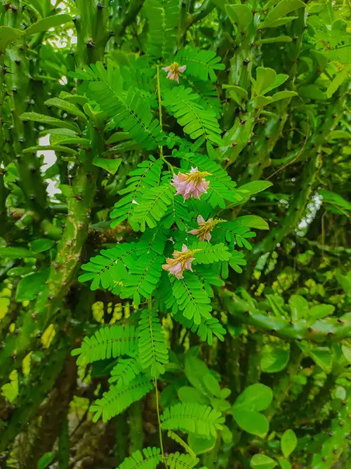 Fatal Flowers that can even Kill a Human