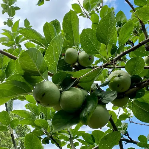 adina apple tree in garden