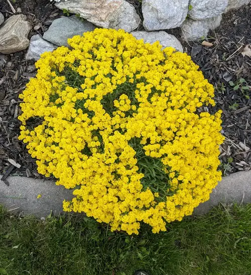 flowers for the cooler months that enjoy the calm