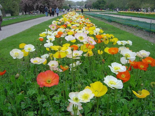 Short-Lived Perennials