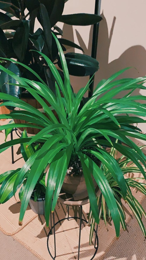  Artificial Leaf Polish Make Your Spider Plant Look Shinier and Brighter