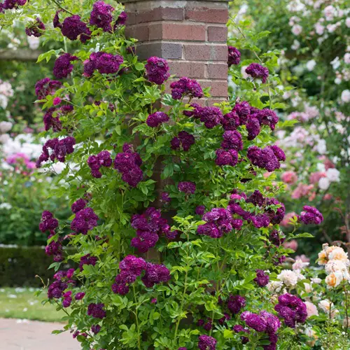 Grow Thornless and Less Prickly Roses