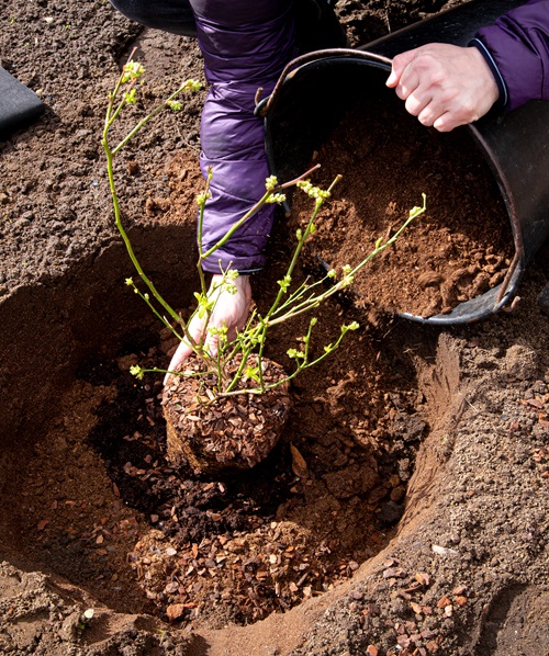 Use Right Soil