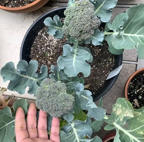 Vegetables to Plant This September in Pots for Fall Harvest