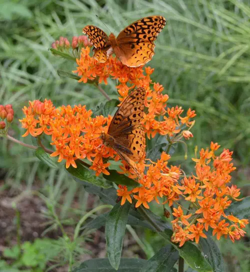 Weeds That Attract Most Pollinators