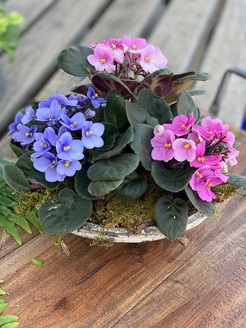 Why Is it Challenging to Grow African Violets Outside