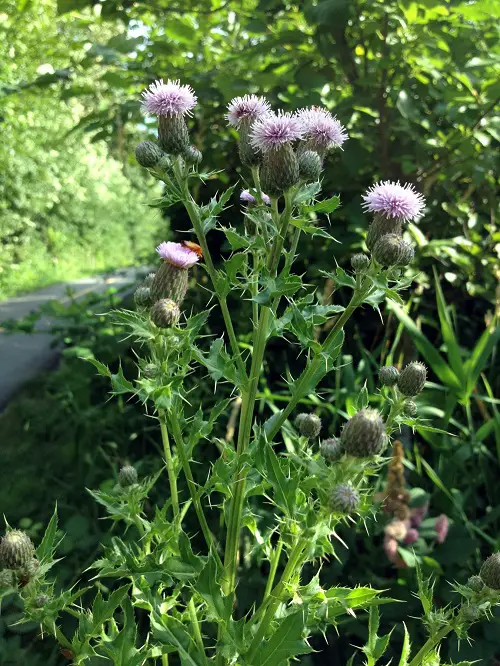 Most Common Weeds in United States