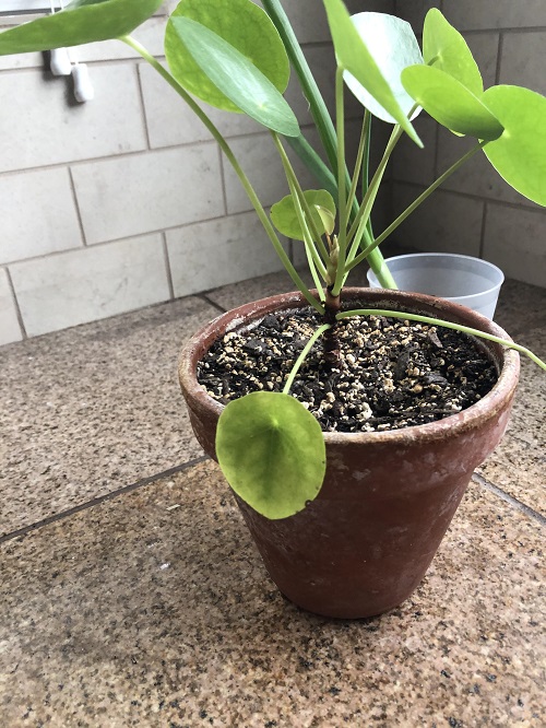 fertilizing chinese money plant