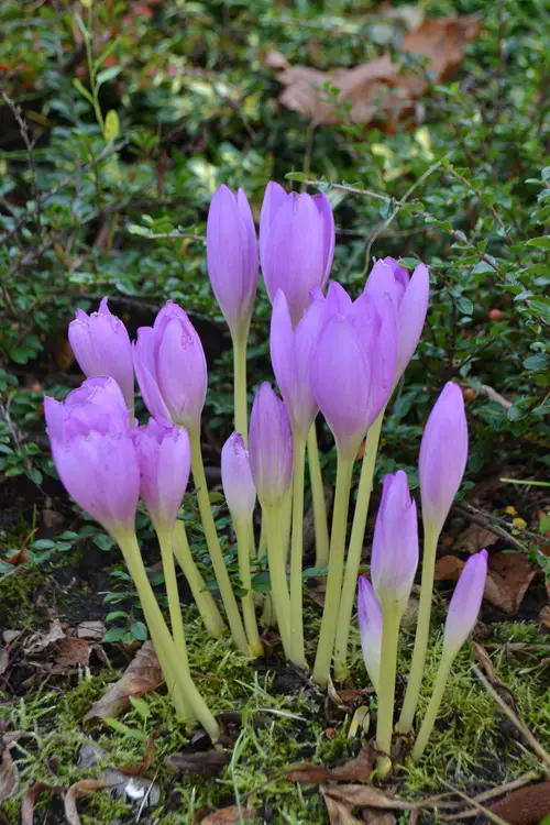 best Flowers that are deadly enough to kill a human