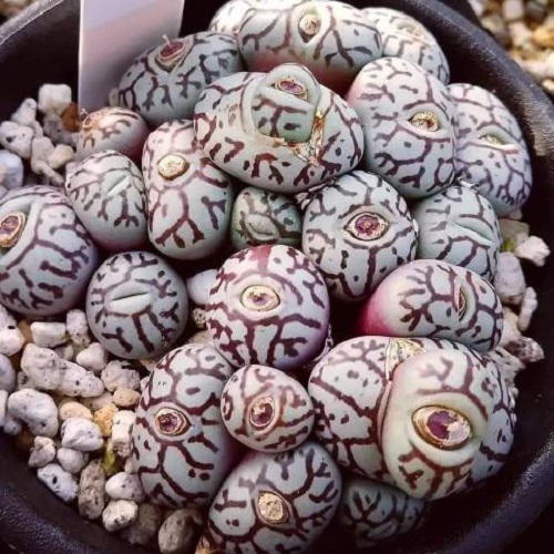 This Succulent Looks Like Eyes: Conophytum Wittebergense Care 2