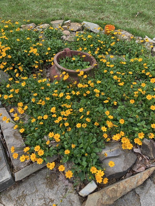 beautiful Short-Lived Perennials in garden