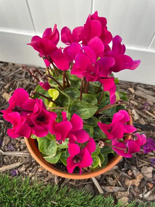 top Flowers that bloom from Fall to Winter