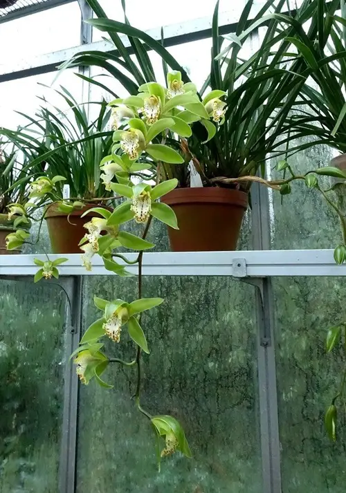 Amazing Beautiful Edible Orchids and Their Uses