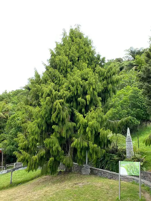 Dacrydium cupressinum rimu tree in garden