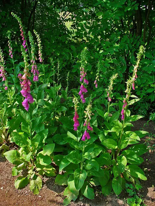 Flowers so deadly they can even kill humans
