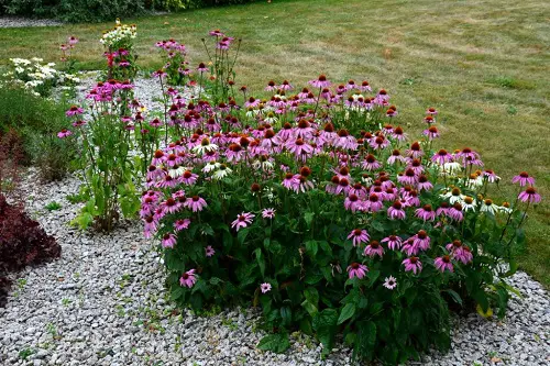 Coneflower and Gravel Bed Landscape