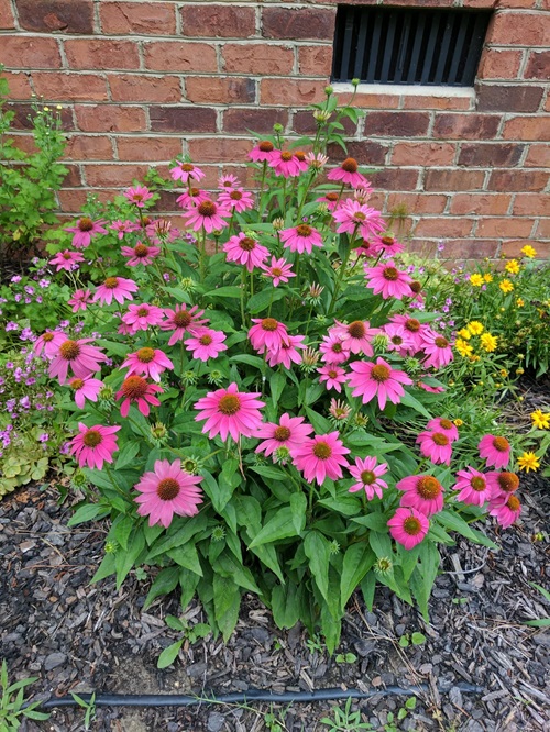 beautiful Best Short-Lived Perennials