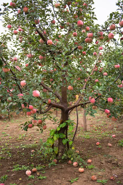 Best Apple Tree Varieties to Grow in Texas