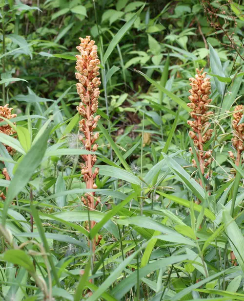 The Uses of Gorgeous Edible Orchids