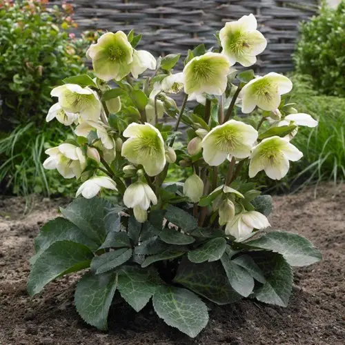  Flowers that bloom from Fall to Winter