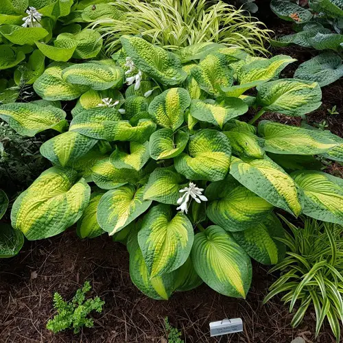 Wonderful Variegated Hosta Varieties 5
