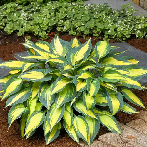 Best Variegated Hosta Varieties 5