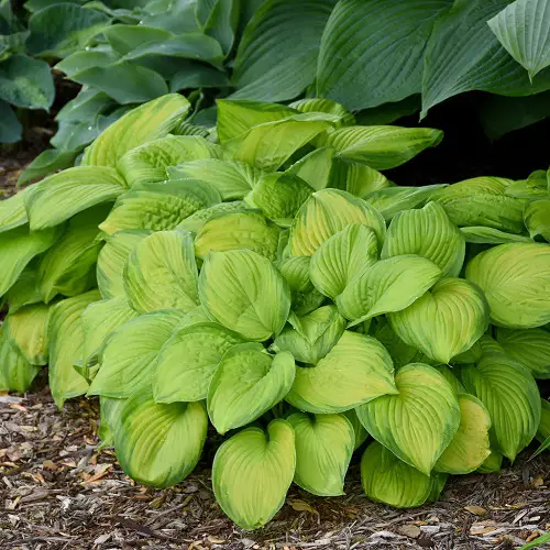 Variegated Hosta Varieties 1