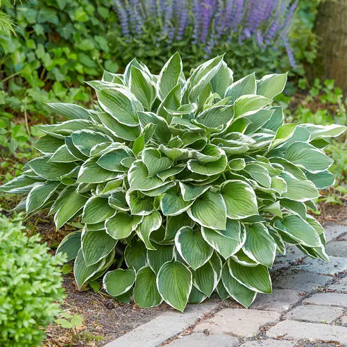 Best Variegated Hosta Varieties 2