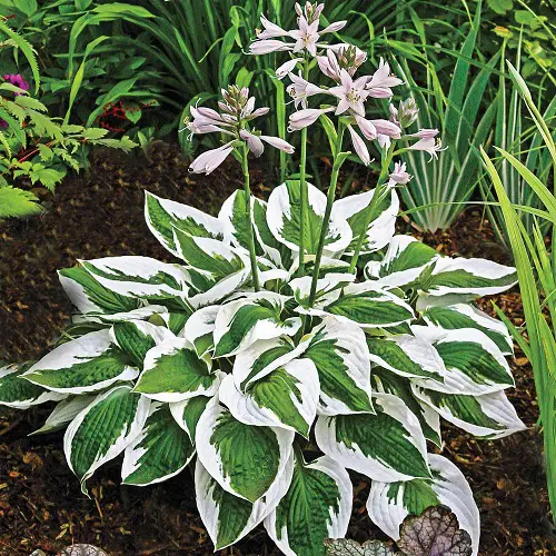 Beautiful Variegated Hosta Varieties 2