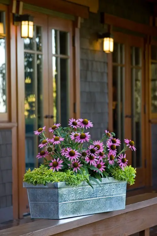 coneflowers in container